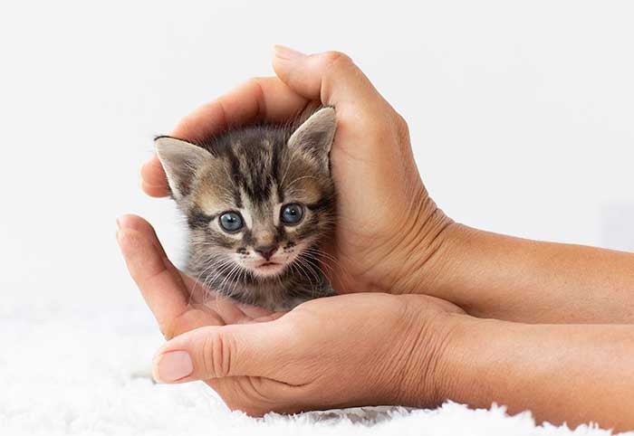 Sonhar com filhote de gato número da sorte
